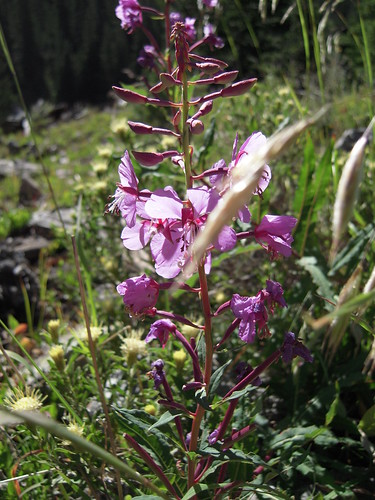 Grizzly Lake Hike