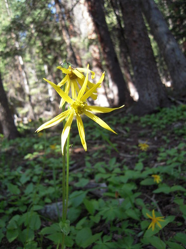 Grizzly Lake Hike