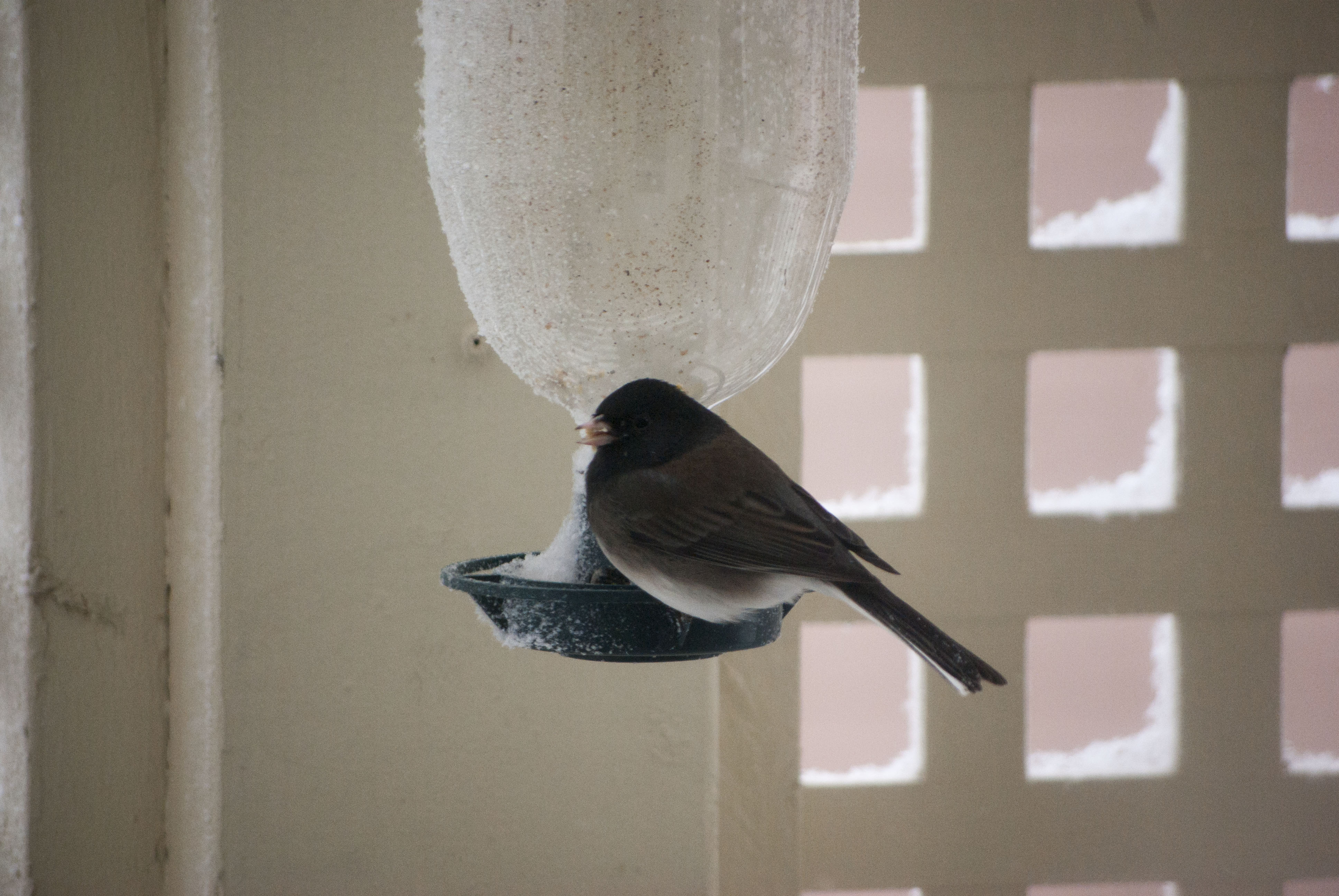 junco1